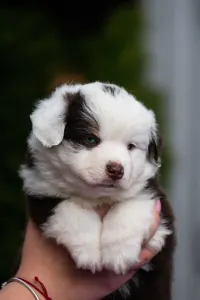 Miniature American Shepherd - Winstead Hugs & Kisses