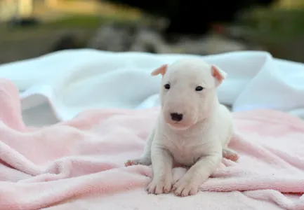 Miniatűr bullterrier - Kimi