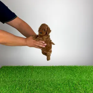 Pudel toy - Zoci