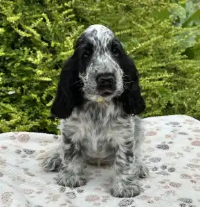 Cocker Spaniel anglais - Sára