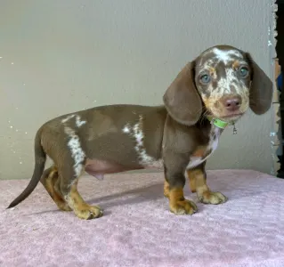 Dachshund - Ronald
