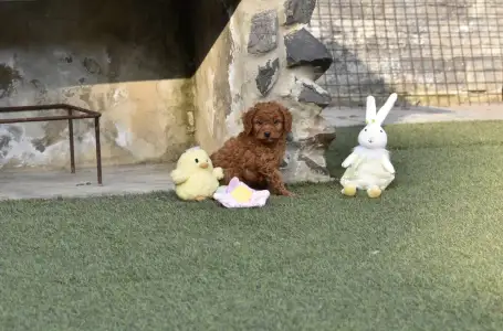 Barbone nano - Bravados Eliot