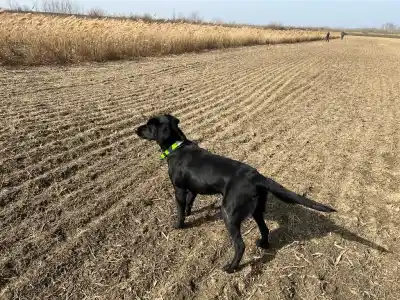 Labrador Retriever - Working Line Labrador Blackthorn Gundogs Parents