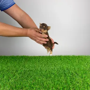 Yorkshire Terrier - Lemoro