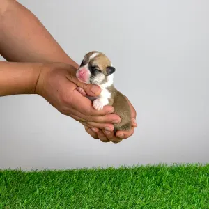 Welsh Corgi Pembroke - Zuro