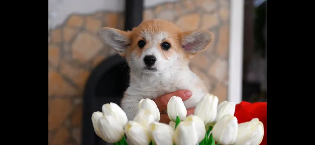 Welsh Corgi Pembroke - Trinity