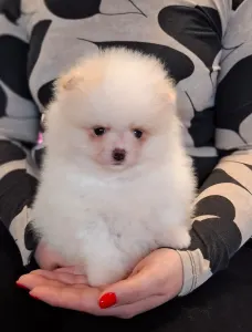 Pomeranian - Leo