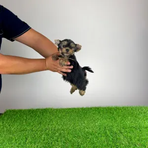 Yorkshire terrier - Emios