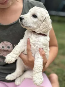 Poodle Standard - Giant Miracles Dzsenna Dance Of Magic