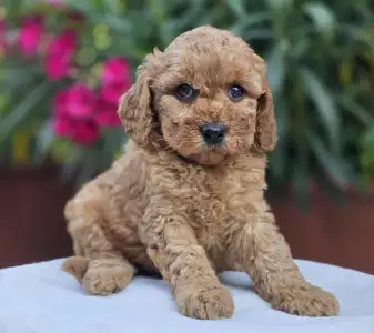 Cavapoo - Amigo