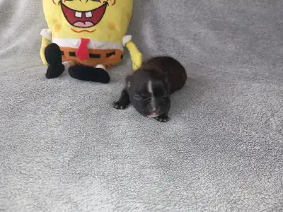 Francia bulldog - Miora Frenchie Renys