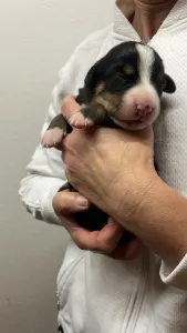 Entlebucher Sennenhund - Geibi Helvétsky Priateľ