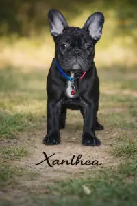 French Bulldog - Xanthea