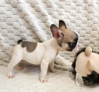 Francia bulldog - Elton