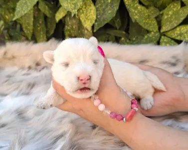 West Highland White Terrier - Bea