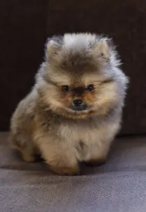 Zwergspitz - Teddy
