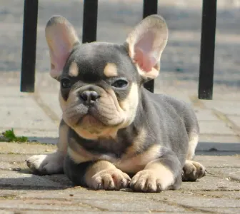 French Bulldog - Leo