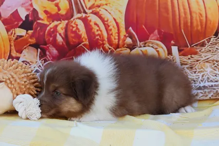 Australian Shepherd - Con Panna