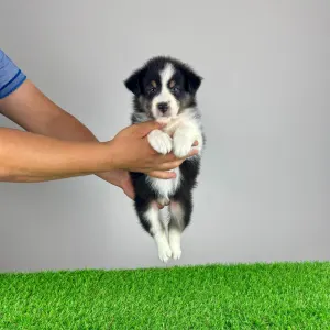 Australian Shepherd - Vectra 