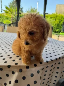 Poodle Toy - Toby