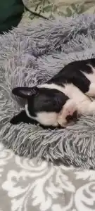 Boston Terrier - Gandalf