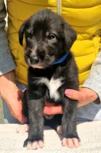 Irish Wolfhound - Bening