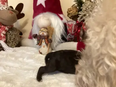 Lagotto Romagnolo - Boróka