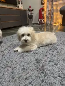 Maltipoo - Bruno