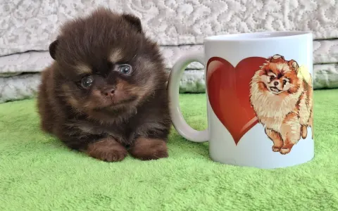 Pomeranian - Denis