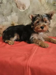 Yorkshire Terrier - Cirano