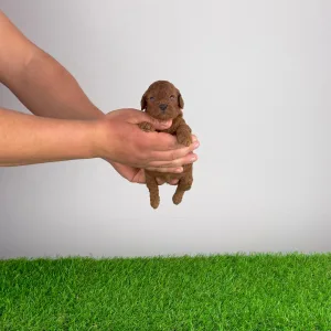 Poodle Miniature - Nikita