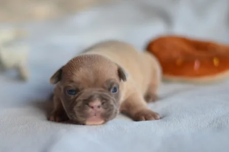 Französische Bulldogge - Balu