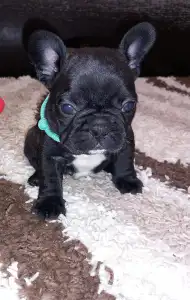 Francia bulldog - Miora Frenchie Paxton