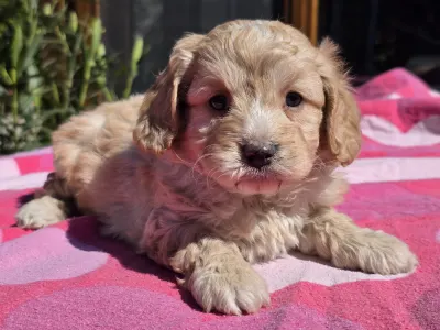 Cavapoo - Mona