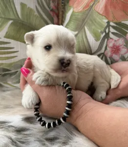 West Highland White Terrier - Boss