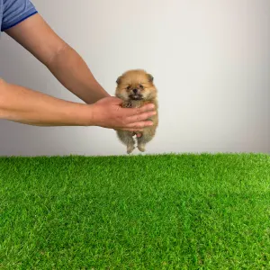 German Pomeranian Spitz - Turbo