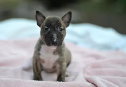 Miniatűr bullterrier - Joy