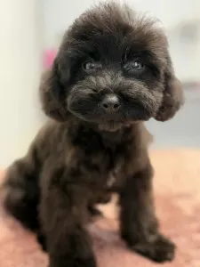 Zwergpudel - Dixie ( Toy Size )