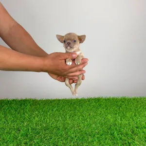 Чихуахуа - Bijou