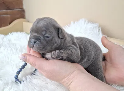 French Bulldog - Zénó 