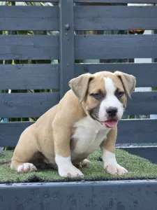 American Bully - Pocket - Bbb.