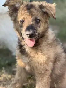 Mudi - Azúrkék-ragyogás Szikra