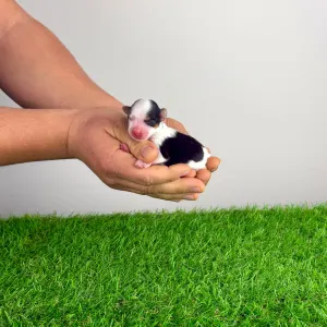 Biewer teriér - Olivia