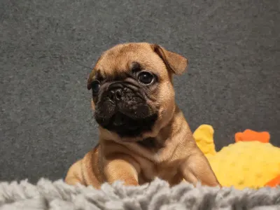Buldog francuski - E. T.