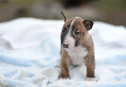 Miniatűr bullterrier - Jake