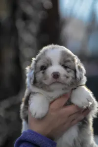Miniature American Shepherd - Winstead Over Dust And Thunder