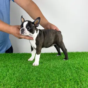 Boston Terrier - Doreen