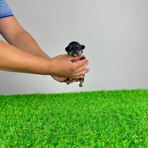 Chihuahua - Luigi
