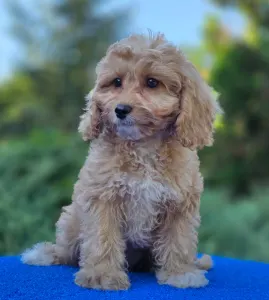 Cavapoo - Miles