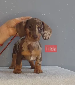 Dackel - Tilda
